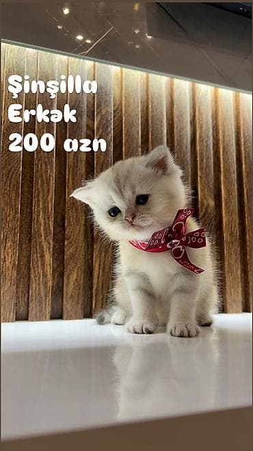 Pişiklər: Şinşilla, Dişi — 6