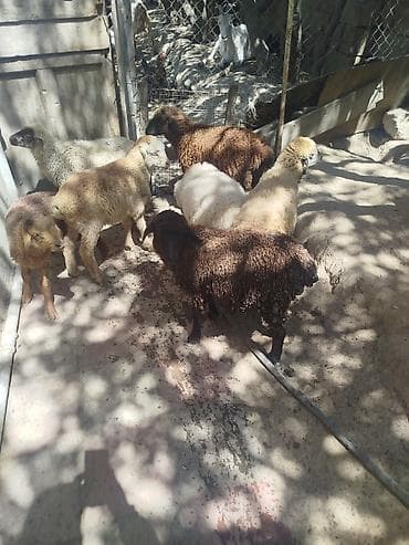 qurbanliq qoc: Qoyun və quzu sürüsü - Növ: Yerli ətlik/yunlu qoyunlar və quzular - — 2