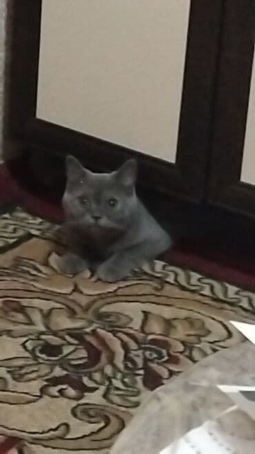 pişik oyuncaqları: Rus mavi, Yaxşı əllərə — 1