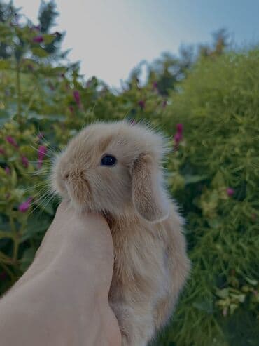 cuce yem qabi: Salam🖐🏻.Her biri real dovşan şekilleridir öz heyetimde saxladığım — 1
