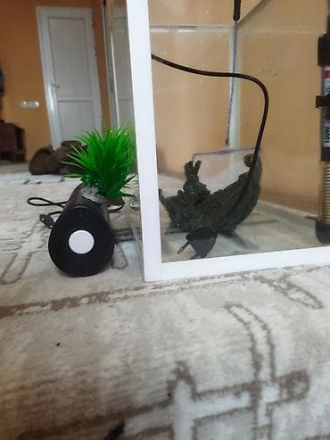 qoyun satisi 2024: Dördbucaq akvarium, Boş, 40 l, Ödənişli çatdırılma — 6