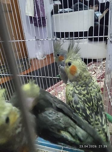 heyvanlar quslar: Məhsul: Nimfa tutuquşuları (Cockatiel) Tam sağlam karella — 2