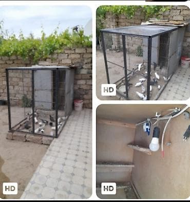 sevgi qusu: Metall konstruksiyalı quşxana/kafes komplekti - Material: möhkəm — 1