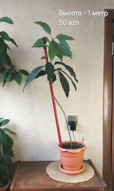 püstə ağacı: 🌱 Авакадо. Красивые деревья из косточки, были посажены дома около 5-ти — 2