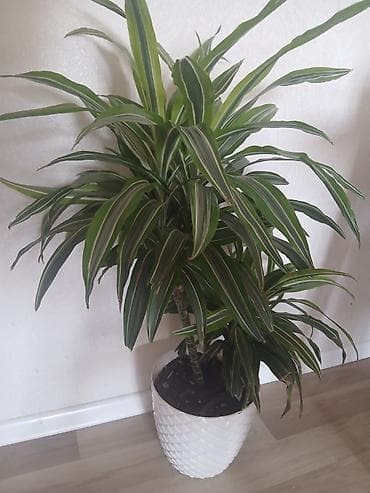 Drasena bitkisi (Dracaena fragrans) – dekorativ ev/ofis yaşıllığı -
