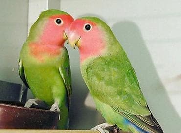 ✨ Hazır sarı elquşları satışda! 🐦✨ Parlaq sarı rəngdə, gözəl və sağlam — 2