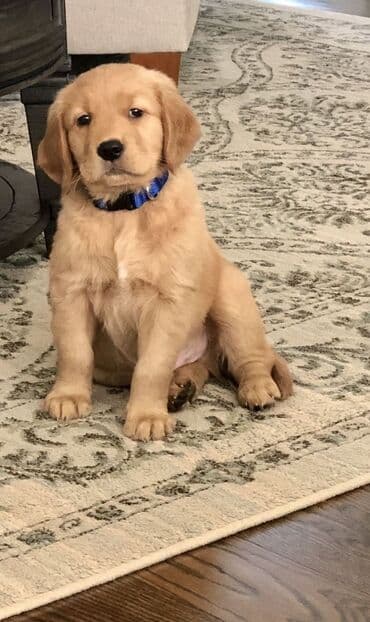 pitpul balası: Retriever, 2 ay, Erkek, Peyvəndli — 2