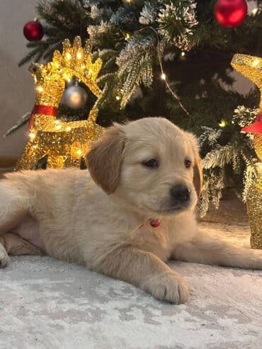 Heyvanlar üçün mallar: Retriever, 2 ay, Dişi, Sənədli, Ünvandan götürmə, Ödənişli çatdırılma — 6