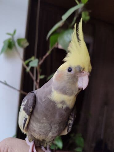 Nimfa tutuquşu (Cockatiel) - Növ: Nimfa tutuquşu, xarak­terik sarı