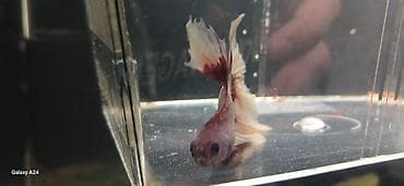 akvarium baliqlari haqqinda melumat: Betta (Petuşok balığı), Sülhsevər, Ünvandan götürmə — 9