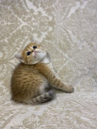 şotlan pişik: Şotland yastı qulaq, Erkək, Dişi, Yaxşı əllərə, Ünvandan götürmə, Pulsuz çatdırılma, Ödənişli çatdırılma — 213