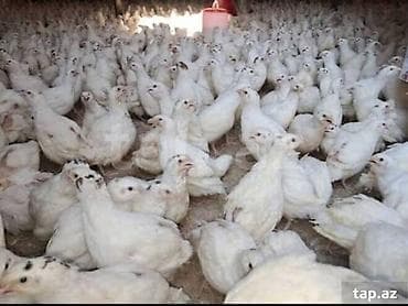 Toyuq, Broyler, Ətlik