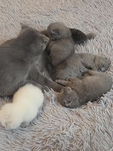 Şotland lalafo.az -da Şotland