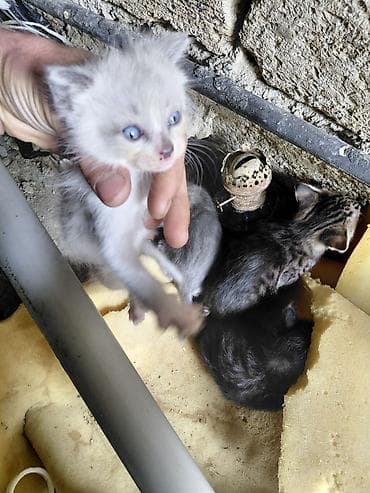 sort keci: Yaxşı əllərə — 1