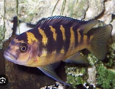 baliklar: Salam 9 eded Krabro baligi satilir 3 erkek 6 maya Olculeri 8sm 9sm 11 — 1