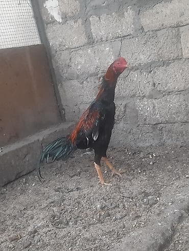 heyvanlar: Salam heyrati tam saqlam heyvandir 10 ayliqdir turk sortudur. whatcap — 2