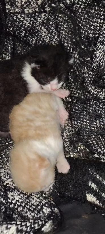 ordək balası: Yaxşı əllərə, Ünvandan götürmə — 3