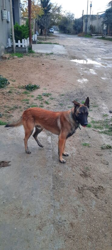 İtlər: Belçika çoban iti, 11 ay, Erkek — 3