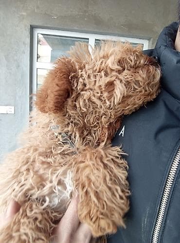 Pudel, 7 ay, Dişi, Peyvəndli, Ünvandan götürmə