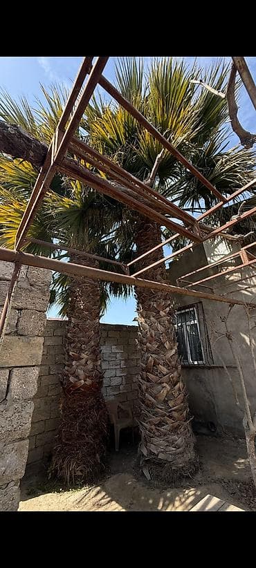 sekas palma: Satılır – həyət üçün dekorativ iki ədəd iri Vaşinqtoniya palma ağacı — 3