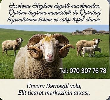 hinduska eti satilir: - Qarabağ qoyunu və qoçları - Peşəkar şəkildə şəriət qaydalarına uyğun — 1