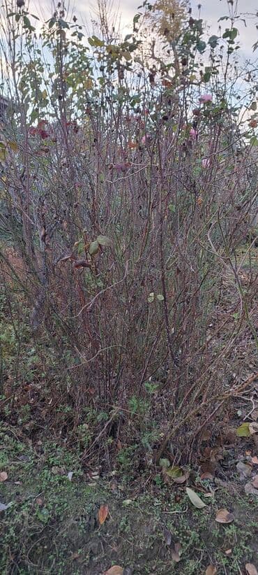 Digər bitkilər: Çöl bitkiləri — 1