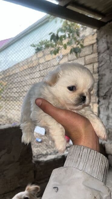 hinduşka balaları: Pekines, 1 ay, Erkek, Pulsuz çatdırılma — 4