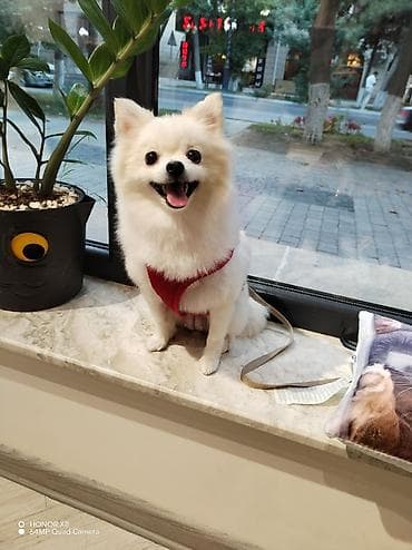 itler tap az: Şpitz, 3 il, Dişi, Peyvəndli, Ünvandan götürmə — 1