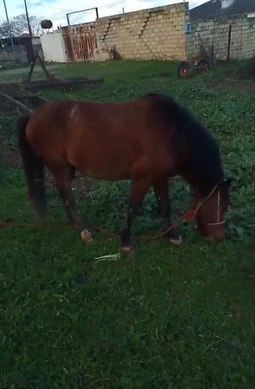 Другие с/х животные: Qəhvəyi rəngli at - Cins: yerli tip, qara yalı və quyruğu - Rəng — 8