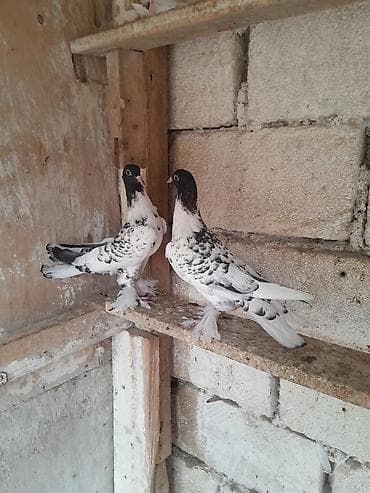 qus: Salam olsun her kese quslar tam saglam aktiv kevenden cixib qiziblar — 2