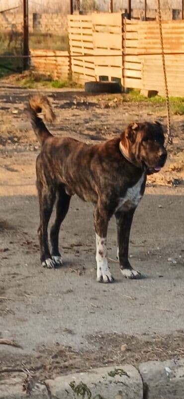 it davası 2020: Qurdbasar, 1 il, Dişi, Peyvəndli, Ödənişli çatdırılma — 13