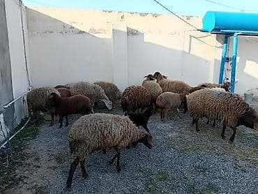 alman qurdu it: Dişi, Qala, il: 1, 50 kq, Damazlıq, Ünvandan götürmə — 3