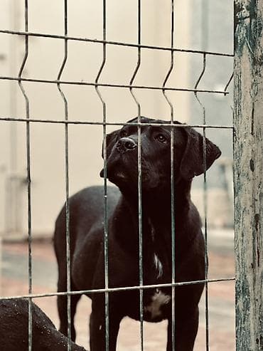 samoyed satisi: 2 Ədəd Erkək və Dişi. Cane Corso Təmiz Qan – həm həyət, həm də ailə — 5