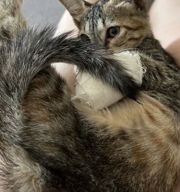 котенок в хорошие руки: Табби, В добрые руки — 3