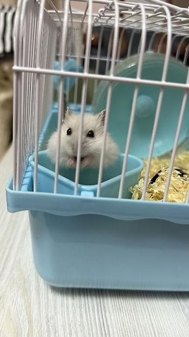 Ağ hamster — 2