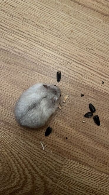 su donuzu: Cücərti rəngli xəzli cırtdan hamster (Djungarian tipli). Kiçik ölçülü — 3