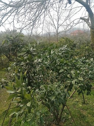 qresde satilan evler: 11 sot, Tikinti, Mülkiyyətçi, Kupça (Çıxarış) — 4