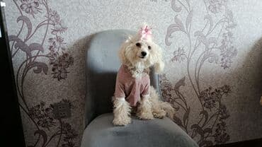 где можно купить собаку мальтипу: Maltipoo (mini) balası – ağ rəngli, qıvrım tüklü, kompakt ölçülü ev — 4