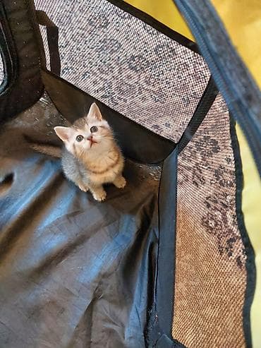 meykun pişik: Britan — 2