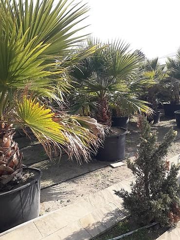 Buket güllər: Palma ağacları 5-6 illik dibçəydə və yerdə olanları var dibçəydə — 2