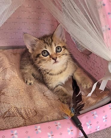 Кошки: Шиншилла, Самка, Самовывоз — 3