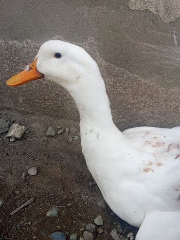 bakida cins ineklerin satisi: Самец, | Kuban, Для разведения, Самовывоз — 3