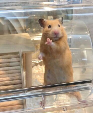 Suriyalı hamster – mehriban və sakit xasiyyətli, ev şəraitində asan