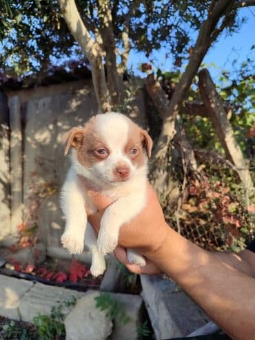 Balaca it balaları – zvanok Ag bala 70 manat Qara bala 50 manat