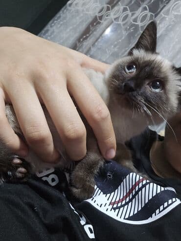 van pişiyi qiymeti: Siam, Dişi, Yaxşı əllərə, Ünvandan götürmə — 6