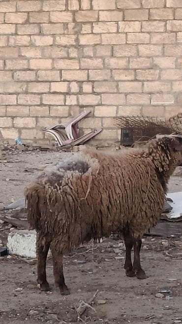 pomeranian spitz satisi: Salam kök quzudu.diger quzular ve dişi toglular var isdiyen elaqe — 2