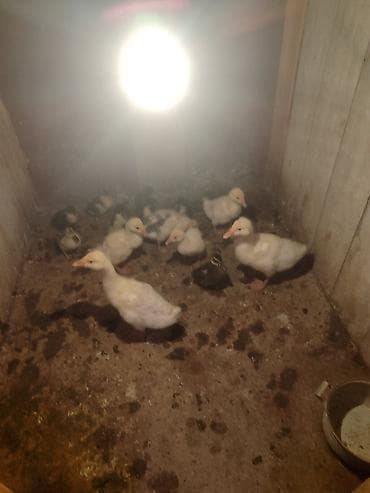 ördək əti: Dişi, Damazlıq, Ünvandan götürmə — 2