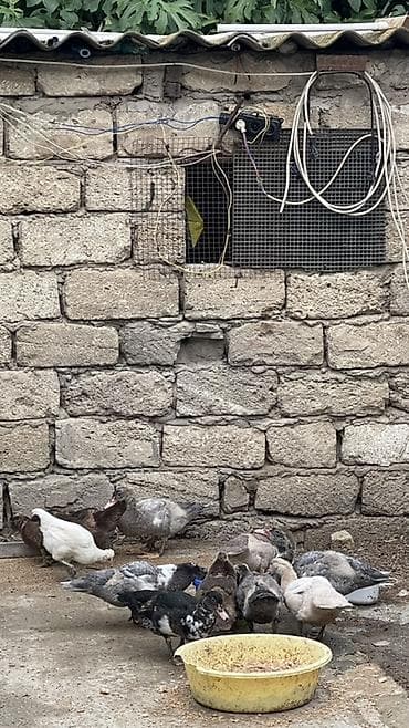 Утки: Muscovy ördəkləri (indo-ördəklər) – müxtəlif rənglərdə sürü — 4