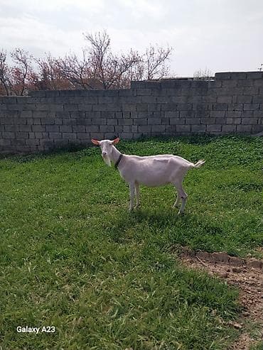 sudluk kecilerin satışı: SAANİN KEÇISI BOĞAZ 3 AYLIQ — 1