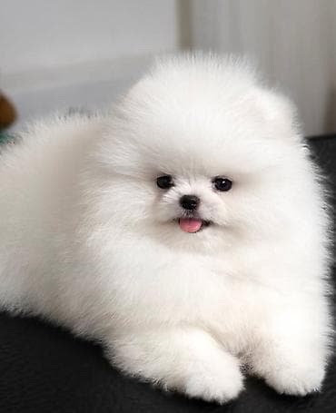 ari mumu satilir: Pekines, 2 ay, Sənədli — 1